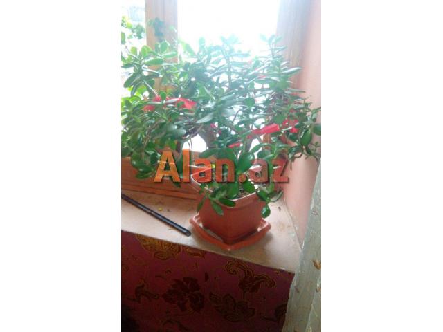 Pul agaci denejnoe derevo