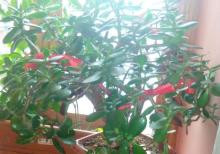 Pul agaci denejnoe derevo