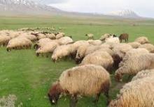 çoban axdarılır