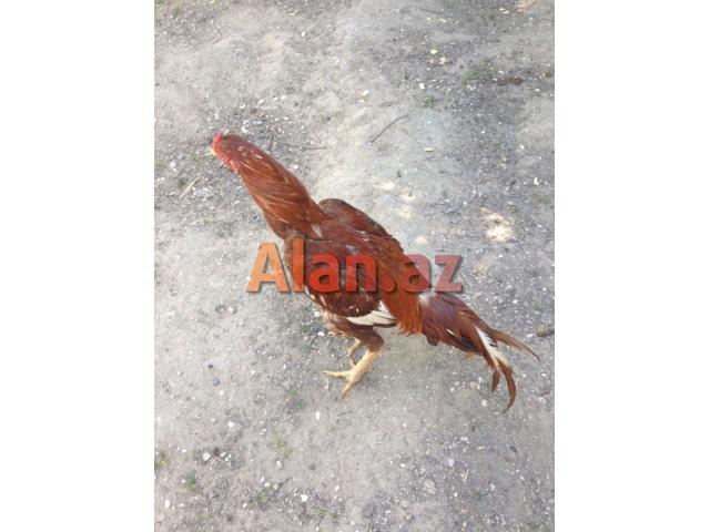 Ela sort heyrati meydan xoruzu