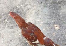 Ela sort heyrati meydan xoruzu