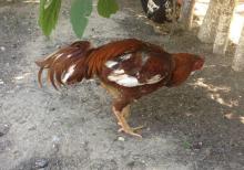 Ela sort heyrati meydan xoruzu