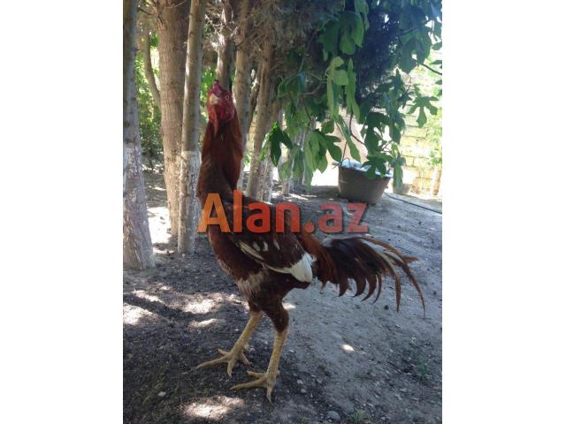 Ela sort heyrati meydan xoruzu