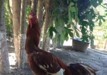 Ela sort heyrati meydan xoruzu