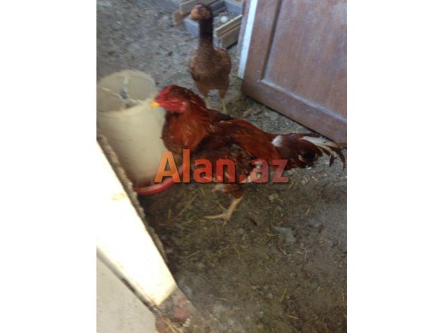 Ela sort heyrati meydan xoruzu