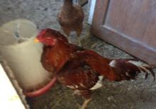 Ela sort heyrati meydan xoruzu