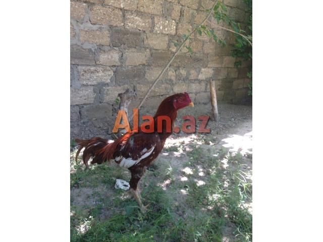 Ela sort heyrati meydan xoruzu