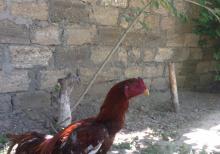 Ela sort heyrati meydan xoruzu