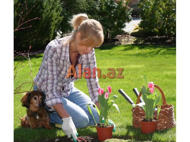 Novxanida yerlesen bag evine bagbanlar teleb olunur