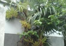 25illik palma ağacı