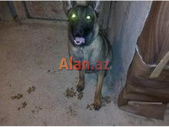 Belçika ovçarkası malinua