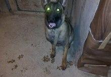 Belçika ovçarkası malinua