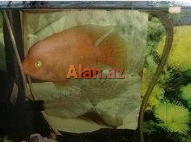 Akvarium və balıqlar