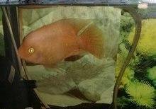 Akvarium və balıqlar