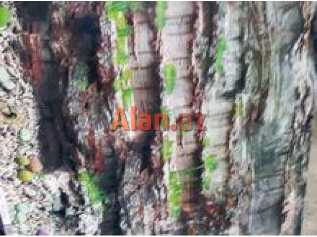 Arxa fon şəkillər