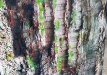 Arxa fon şəkillər