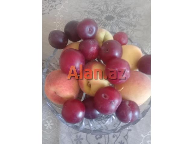 Xeste baxicisi lazimdi