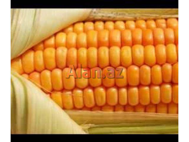 Qarğıdalı dənlik, yemlik satışı