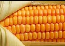 Qarğıdalı dənlik, yemlik satışı