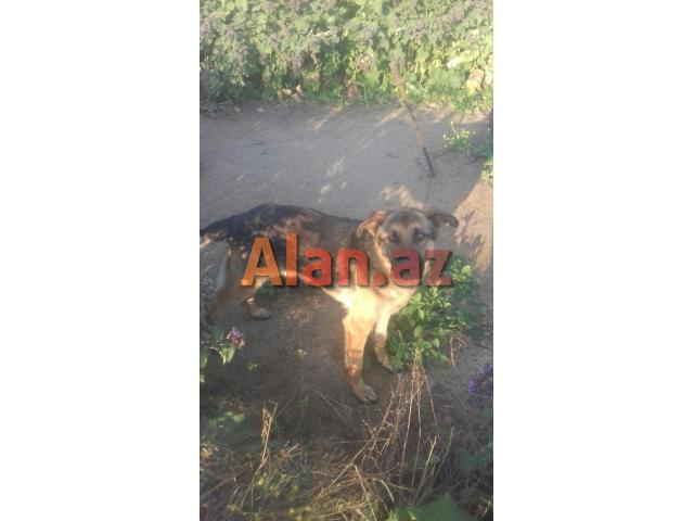 Nemeski Afcarka  (Erkək)