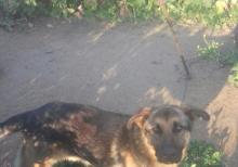 Nemeski Afcarka  (Erkək)