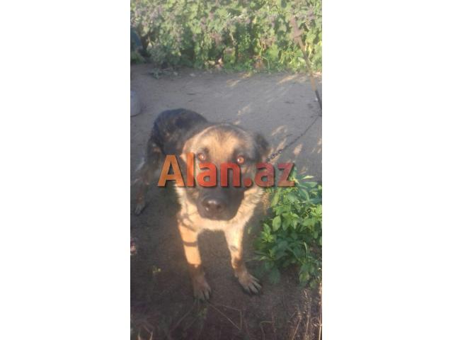 Nemeski Afcarka  (Erkək)