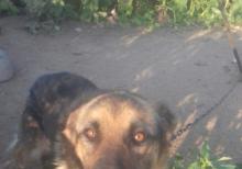 Nemeski Afcarka  (Erkək)