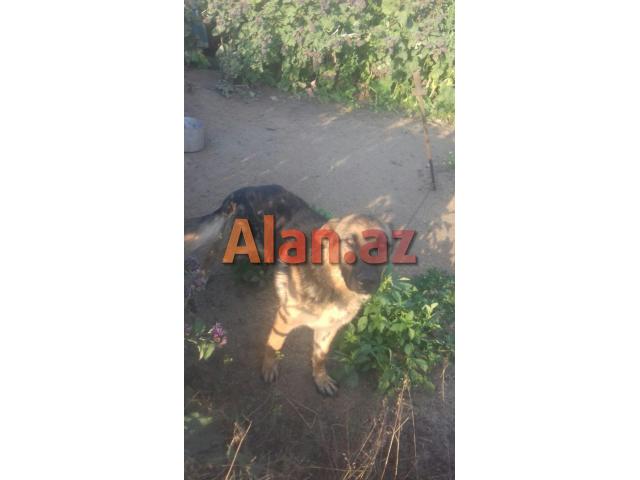 Nemeski Afcarka  (Erkək)