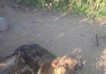 Nemeski Afcarka  (Erkək)