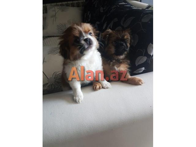 Temiz pekines balalari