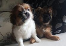 Temiz pekines balalari