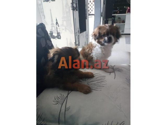 Temiz pekines balalari