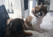 Temiz pekines balalari