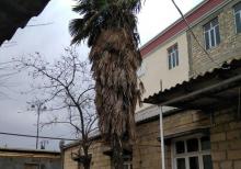 Gəncədə yaşı 20 il olan palma ağacı