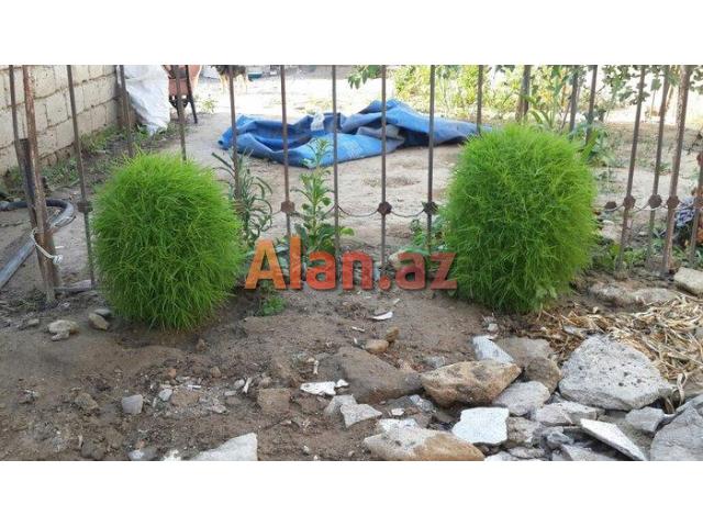 Dibçek   top kimi yumuru qalir