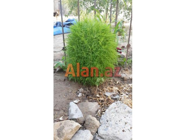 Dibçek   top kimi yumuru qalir