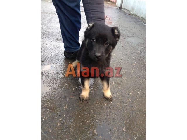 kafkaz afcarkasi ve turkmen alabayinin qatisigi