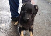 kafkaz afcarkasi ve turkmen alabayinin qatisigi