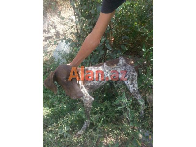 Ov iti temiz Qucxar 6ayliq dişi
