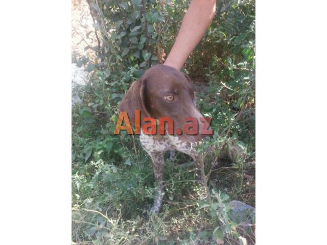 Ov iti temiz Qucxar 6ayliq dişi
