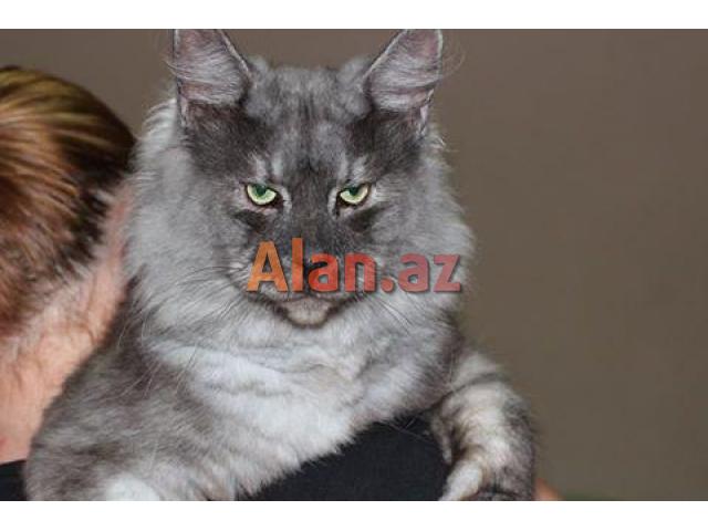 Продажа котят породы Мейн Кун в Баку