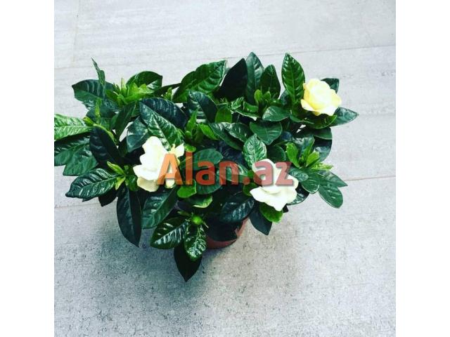 Her nov ev ve heyet gul ve bitkileri movcuddur