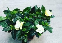 Her nov ev ve heyet gul ve bitkileri movcuddur