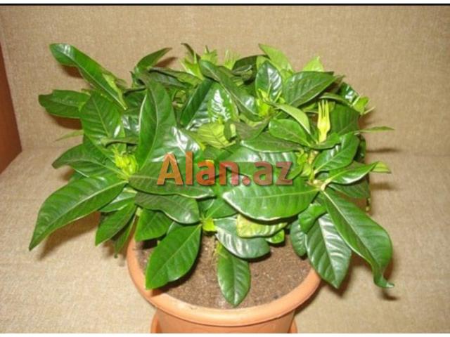 Her nov ev ve heyet gul ve bitkileri movcuddur