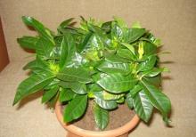 Her nov ev ve heyet gul ve bitkileri movcuddur