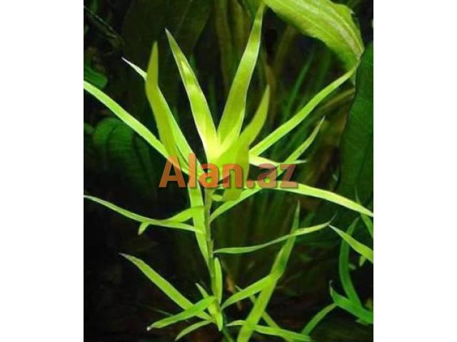 Akvarium bitkisi Qiqrofila.