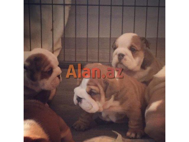 Yüksək keyfiyyətli English bulldog bala