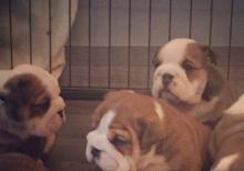Yüksək keyfiyyətli English bulldog bala