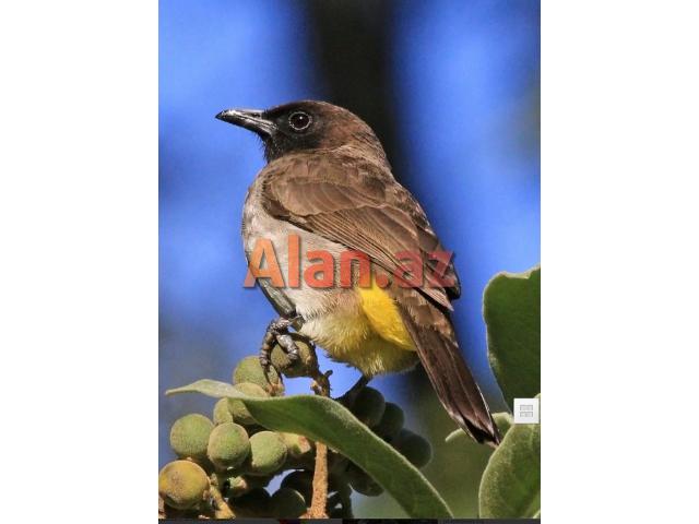 Yalançı bülbül 1 yaş erkək