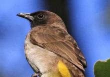 Yalançı bülbül 1 yaş erkək